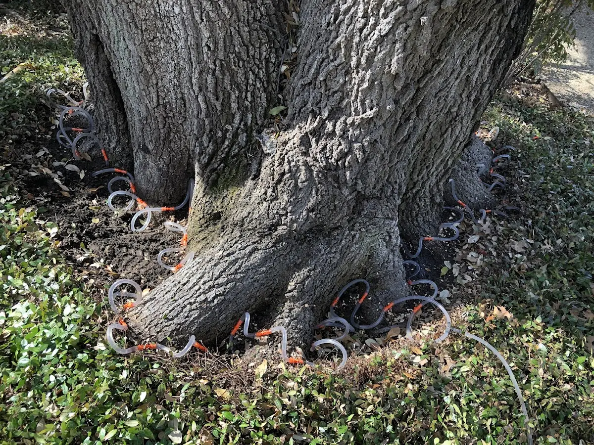 Detailed Tree Cabling and Bracing job site in Homewood