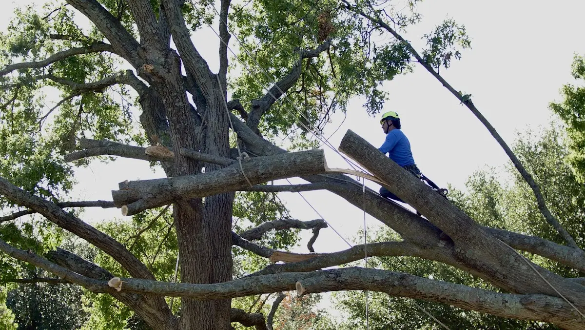 Professional Crown Thinning performed by certified arborists in Homewood